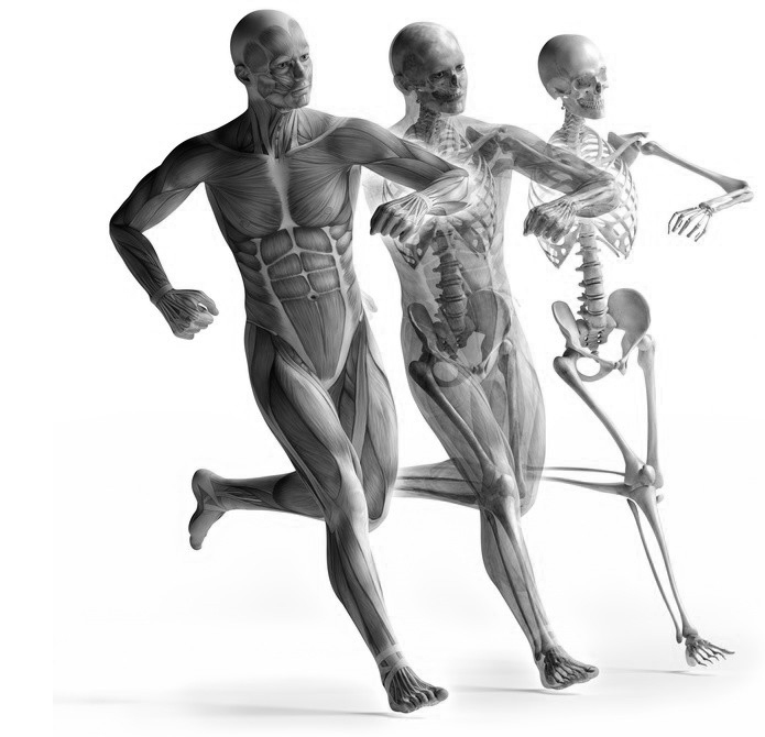 Simulateurs pour l'apprentissage de l'Anatomie - Twin Medical