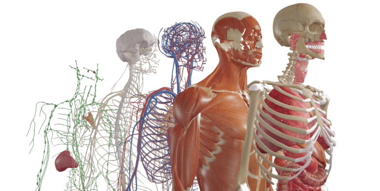 BodyMap - Simulateur Anatomique en Réalité Virtuelle - Twin Medical